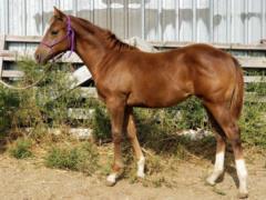 Del Rio Bartender JW <BR> AQHA 6033650